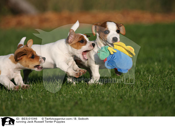 rennende Jack Russell Terrier Welpen / running Jack Russell Terrier Puppies / BES-01046