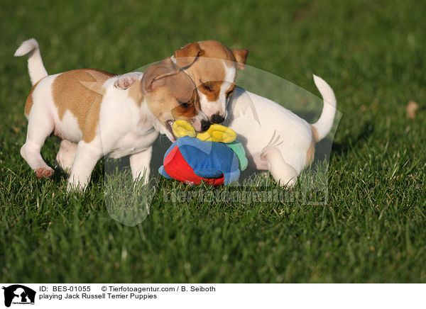 playing Jack Russell Terrier Puppies / BES-01055