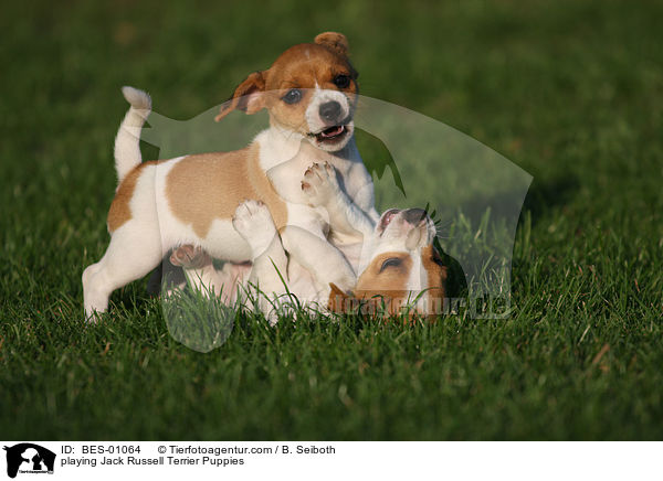 spielende Jack Russell Terrier Welpen / playing Jack Russell Terrier Puppies / BES-01064