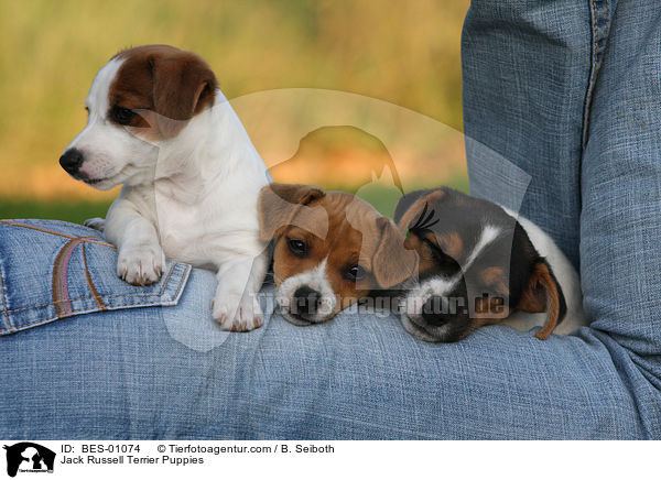 Jack Russell Terrier Puppies / BES-01074