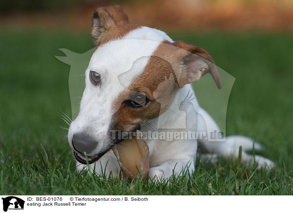 eating Jack Russell Terrier / BES-01076