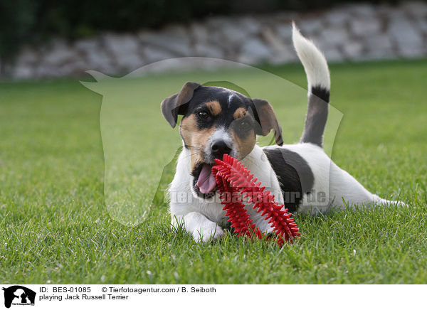 playing Jack Russell Terrier / BES-01085