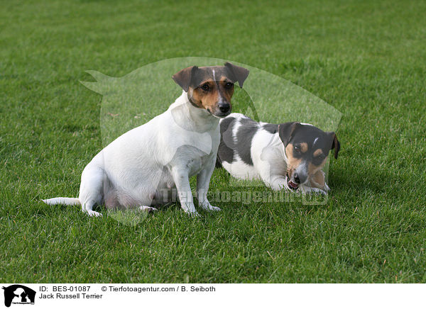 Jack Russell Terrier / BES-01087
