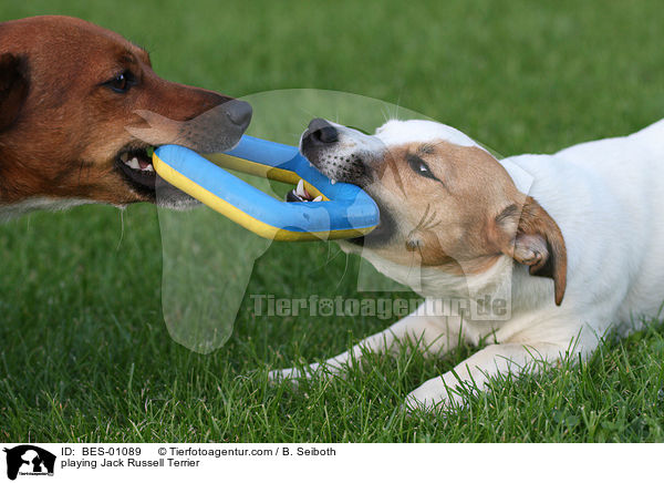spielende Jack Russell Terrier / playing Jack Russell Terrier / BES-01089
