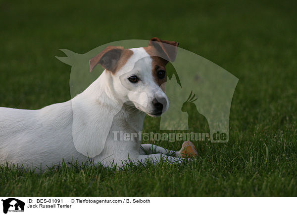 Jack Russell Terrier / BES-01091
