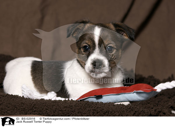 Jack Russell Terrier Puppy / BS-02916