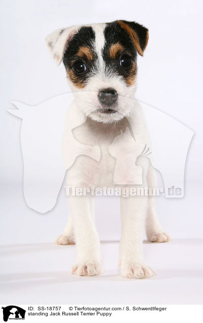 stehender Parson Russell Terrier Welpe / standing Parson Russell Terrier Puppy / SS-18757