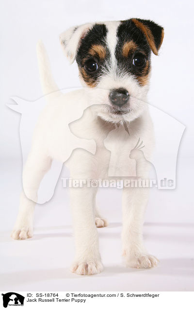 Parson Russell Terrier Welpe / Parson Russell Terrier Puppy / SS-18764
