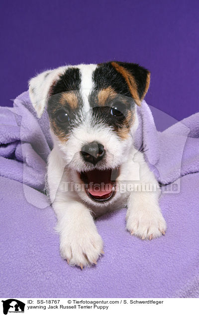 ghnender Parson Russell Terrier Welpe / yawning Parson Russell Terrier Puppy / SS-18767
