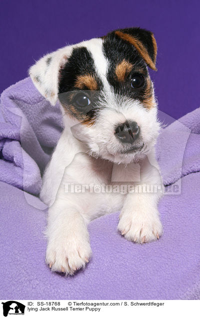 liegender Parson Russell Terrier Welpe / lying Parson Russell Terrier Puppy / SS-18768