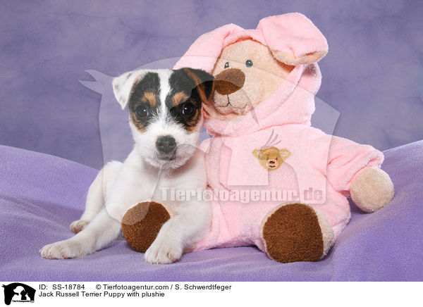 Jack Russell Terrier Puppy with plushie / SS-18784