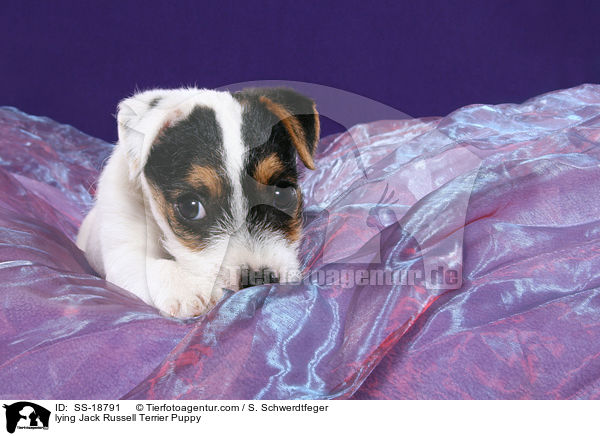 Parson Russell Terrier Welpe / Parson Russell Terrier Puppy / SS-18791