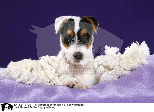 Jack Russell Terrier Puppy with toy / SS-18799