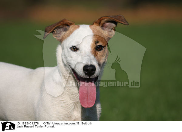 Jack Russell Terrier Portrait / BES-01278