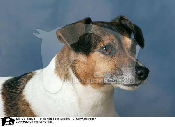 Jack Russell Terrier Portrait / SS-18806