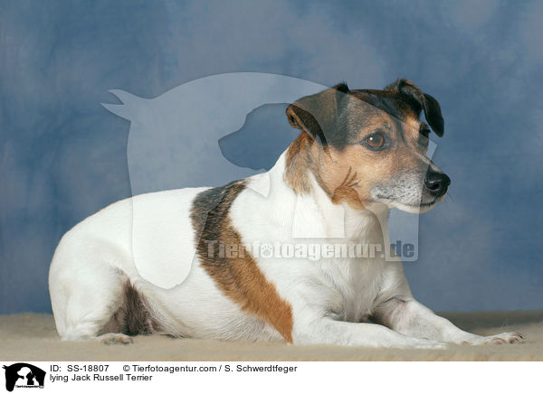 lying Jack Russell Terrier / SS-18807