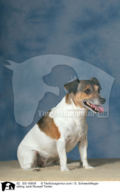 sitting Jack Russell Terrier / SS-18809