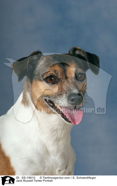 Jack Russell Terrier Portrait / SS-18810