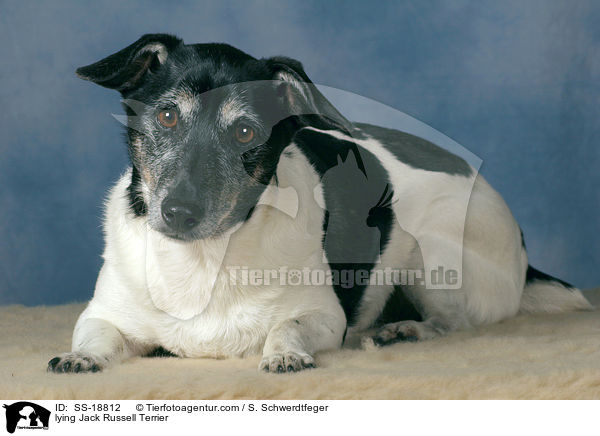 liegender Jack Russell Terrier / lying Jack Russell Terrier / SS-18812