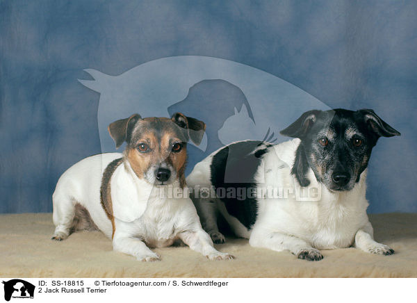 2 Jack Russell Terrier / SS-18815