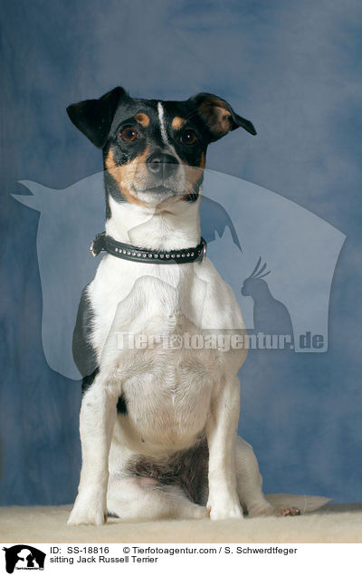 sitzender Jack Russell Terrier / sitting Jack Russell Terrier / SS-18816