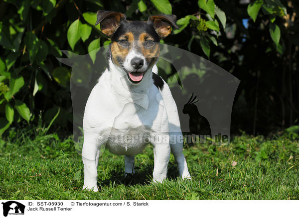 Jack Russell Terrier / SST-05930