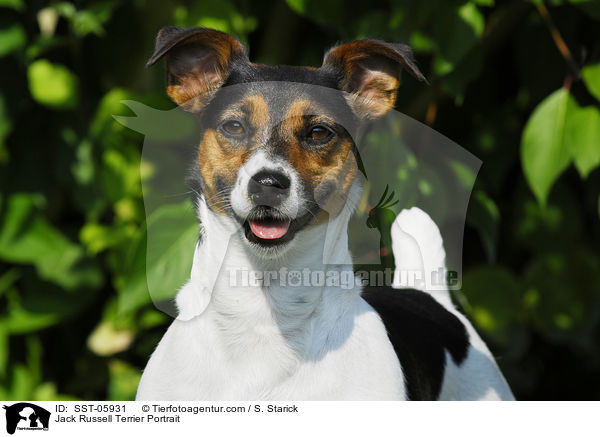 Jack Russell Terrier Portrait / SST-05931