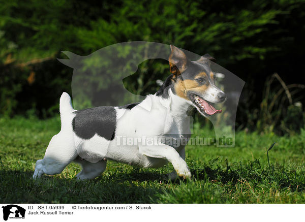 Jack Russell Terrier / SST-05939