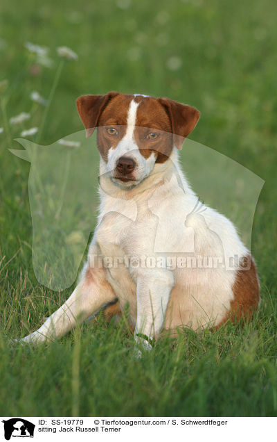sitting Jack Russell Terrier / SS-19779