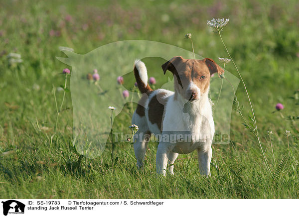 standing Jack Russell Terrier / SS-19783