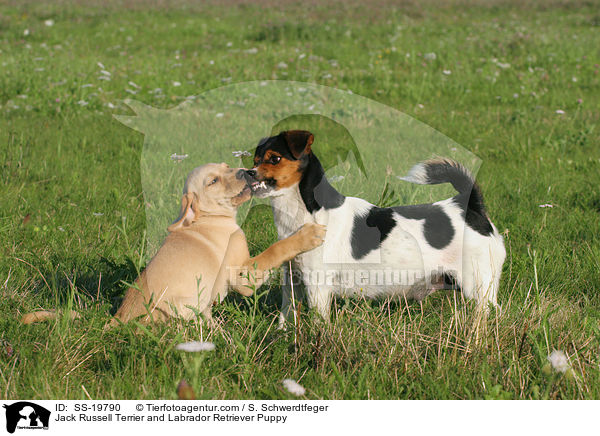 Jack Russell Terrier und Labrador Retriever Welpe / Jack Russell Terrier and Labrador Retriever Puppy / SS-19790