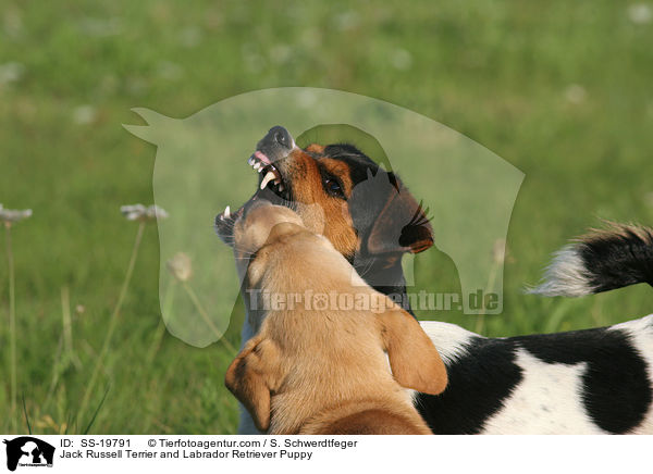 Jack Russell Terrier und Labrador Retriever Welpe / Jack Russell Terrier and Labrador Retriever Puppy / SS-19791