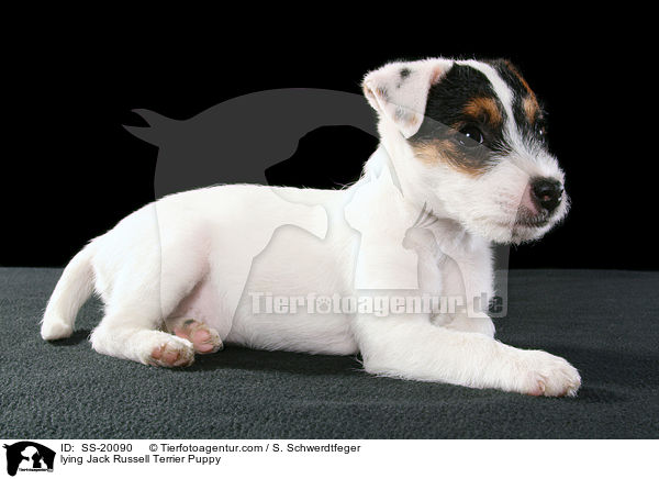 Parson Russell Terrier Welpe / Parson Russell Terrier Puppy / SS-20090