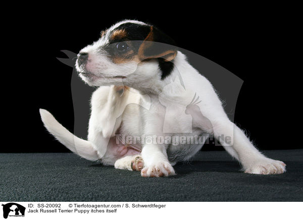 Parson Russell Terrier Welpe / Parson Russell Terrier Puppy / SS-20092