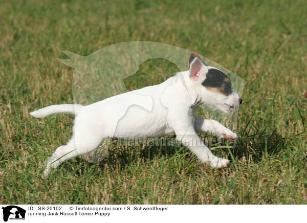 rennender Parson Russell Terrier Welpe / running Parson Russell Terrier Puppy / SS-20102