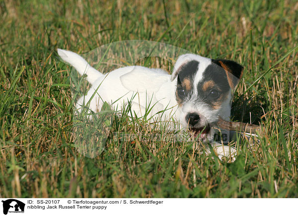 Parson Russell Terrier Welpe / Parson Russell Terrier puppy / SS-20107