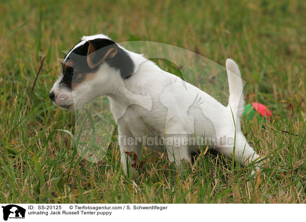 urinating Jack Russell Terrier puppy / SS-20125
