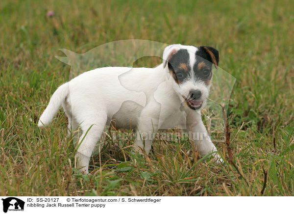 Parson Russell Terrier Welpe / Parson Russell Terrier puppy / SS-20127