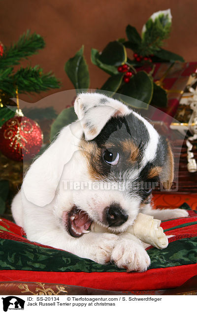 Jack Russell Terrier puppy at christmas / SS-20134