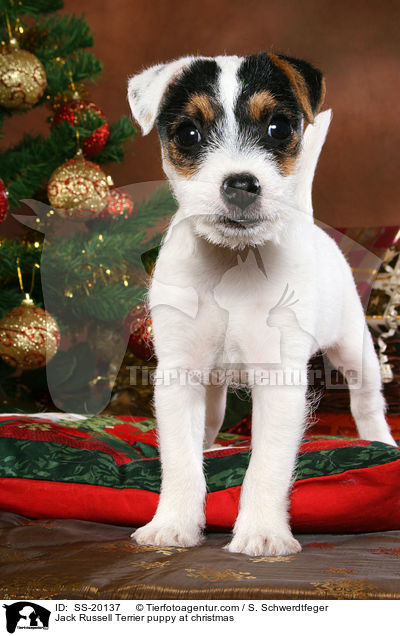 Parson Russell Terrier weihnachtlich / Parson Russell Terrier at christmas / SS-20137