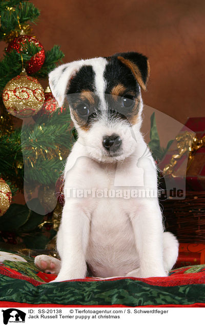 Jack Russell Terrier puppy at christmas / SS-20138
