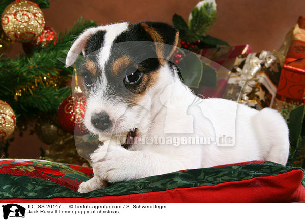Parson Russell Terrier weihnachtlich / Parson Russell Terrier at christmas / SS-20147