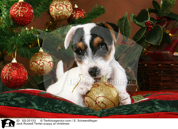 Parson Russell Terrier weihnachtlich / Parson Russell Terrier at christmas / SS-20153