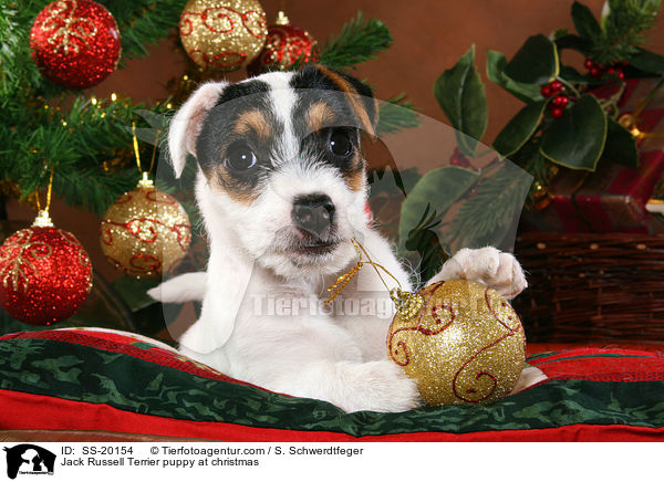 Parson Russell Terrier weihnachtlich / Parson Russell Terrier at christmas / SS-20154