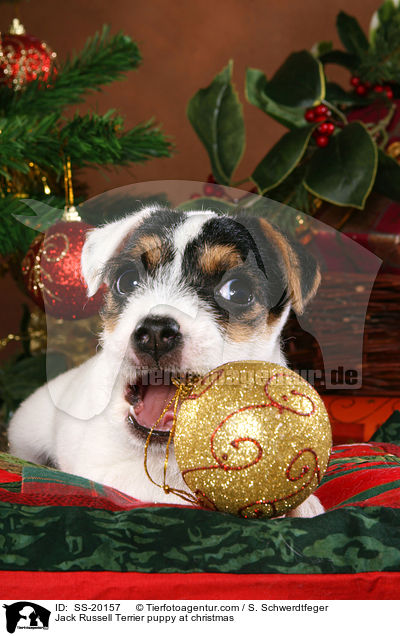 Parson Russell Terrier weihnachtlich / Parson Russell Terrier at christmas / SS-20157