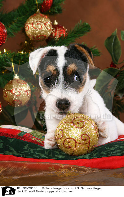 Parson Russell Terrier weihnachtlich / Parson Russell Terrier at christmas / SS-20158