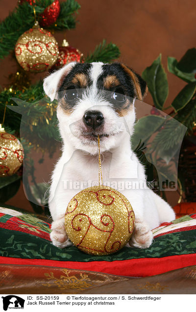 Parson Russell Terrier weihnachtlich / Parson Russell Terrier at christmas / SS-20159