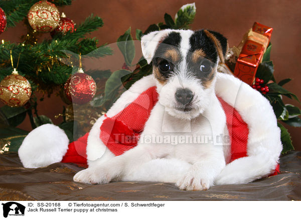 Parson Russell Terrier weihnachtlich / Parson Russell Terrier at christmas / SS-20168