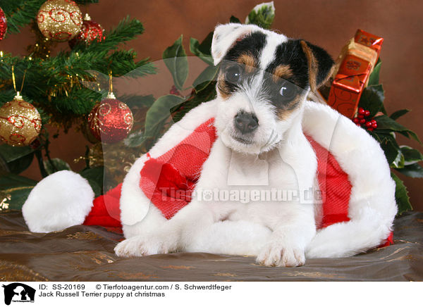 Parson Russell Terrier weihnachtlich / Parson Russell Terrier at christmas / SS-20169