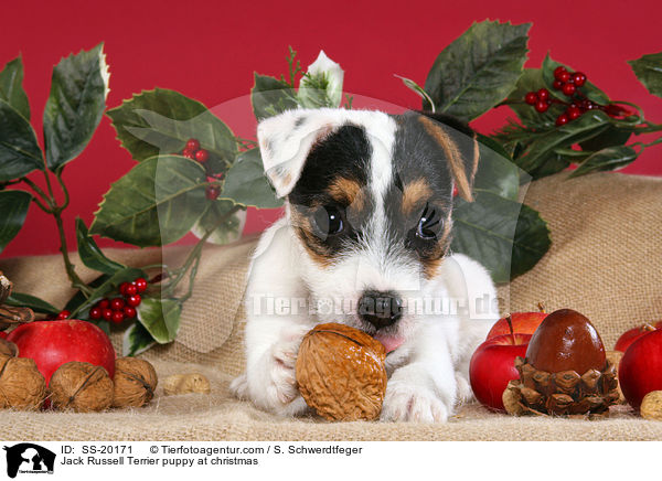 Parson Russell Terrier weihnachtlich / Parson Russell Terrier at christmas / SS-20171